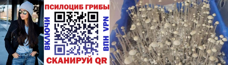 как найти закладки  Уссурийск  Псилоцибиновые грибы Psilocybe 